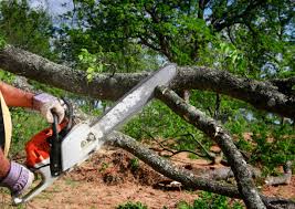 Pest Control for Lawns in Munford, TN