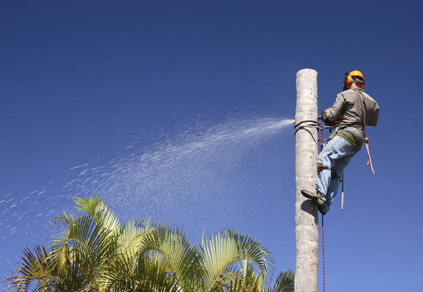 Best Tree Mulching  in Munford, TN