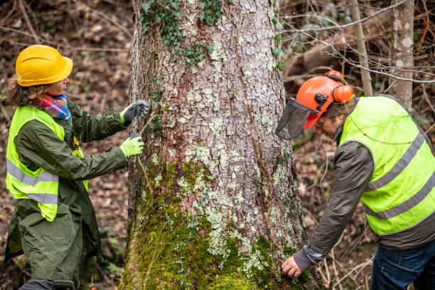 Munford, TN Tree Care Company