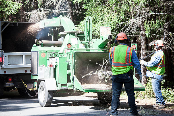 How Our Tree Care Process Works  in  Munford, TN